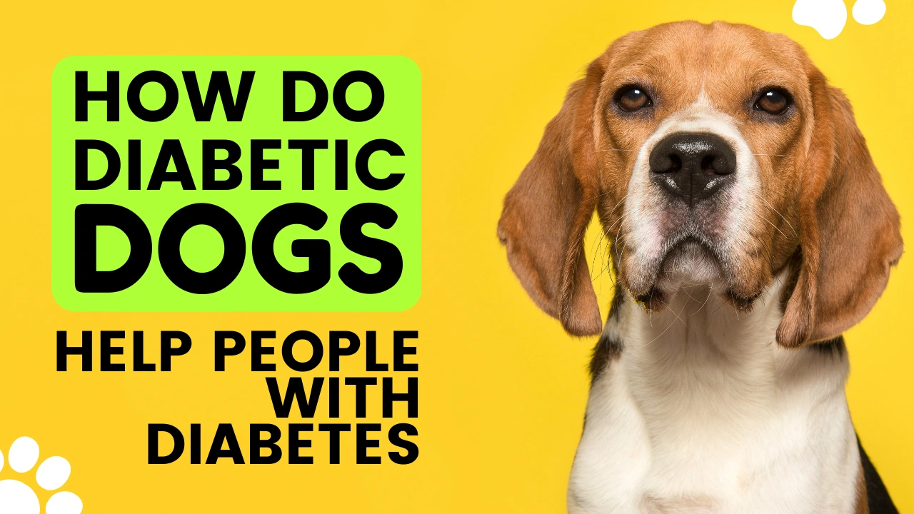How do diabetic dogs help people with diabetes BioQuest Health